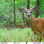 Chelmsford Science Department Trail Cameras