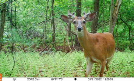 Chelmsford Science Department Trail Cameras